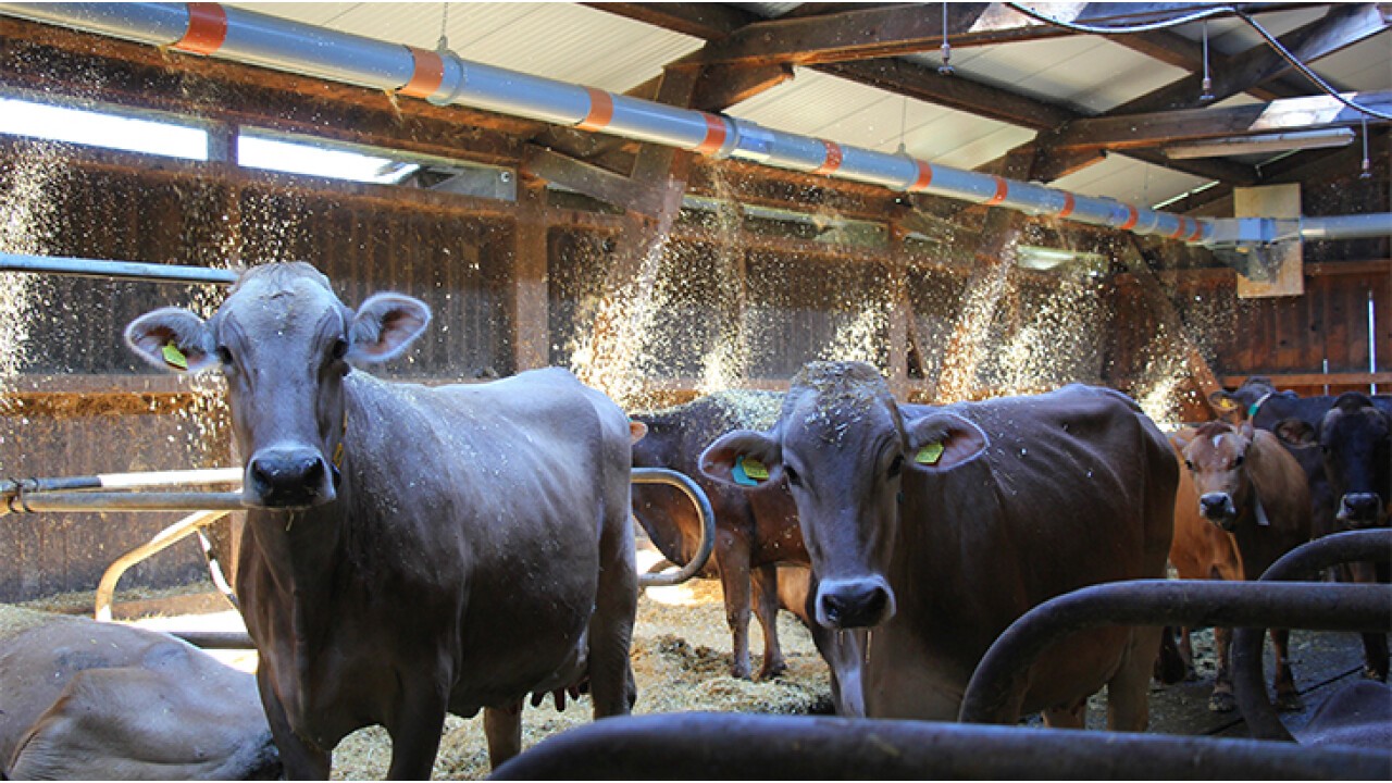 STROHMATIC ist auch bestens für Rinder-, Schaf- und Ziegenställe geeignet.