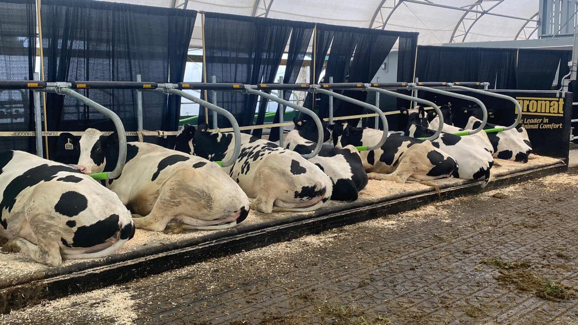 Eine Reihe schwarzer und weißer Kühe, die in Einzelboxen auf Einstreu in einem Stall liegen, wobei die einzelnen Kühe durch Tore getrennt sind und im Hintergrund ein Schild mit der Aufschrift "Leader in Animal Comfort" zu sehen ist.