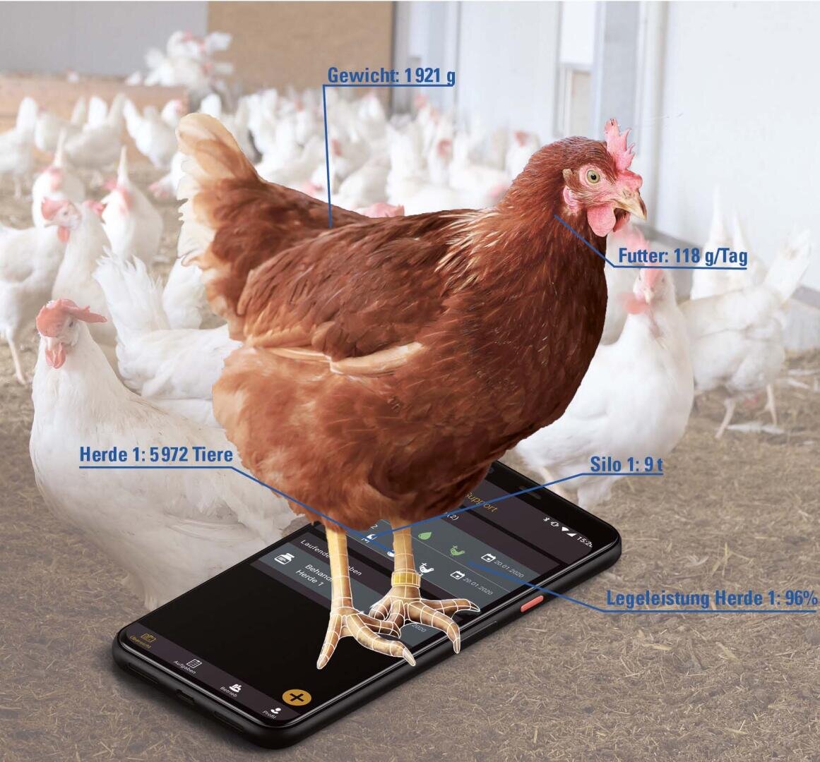 Eine braune Henne steht auf einem Smartphone, das Daten anzeigt, mit weißen Hennen im Hintergrund. Blaue Etiketten zeigen die Daten: Gewicht 1921 g, Futter 118 g/Tag, Herdengröße 5972, Silo 9 t und Legeleistung 96 %.