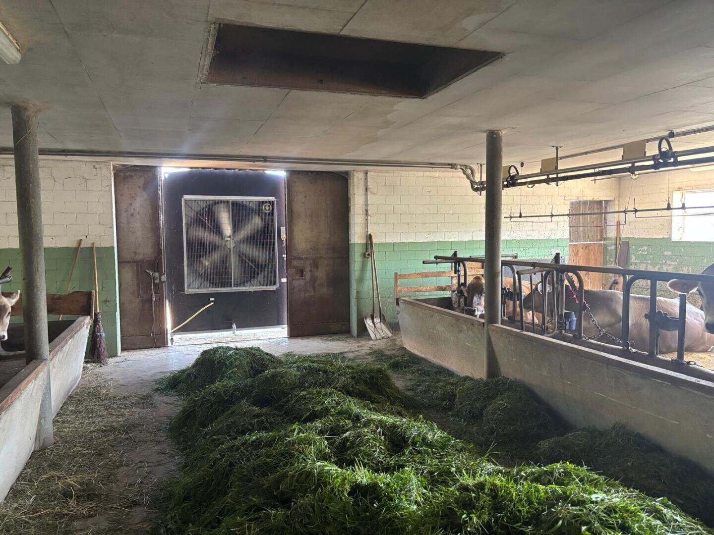 Ein Stall mit Kühen in Ställen auf beiden Seiten, Stapel von grünem Heu auf dem Boden und eine offene Tür am anderen Ende mit einem großen Industrieventilator. Das Sonnenlicht fällt durch die Tür und erhellt die Szene.