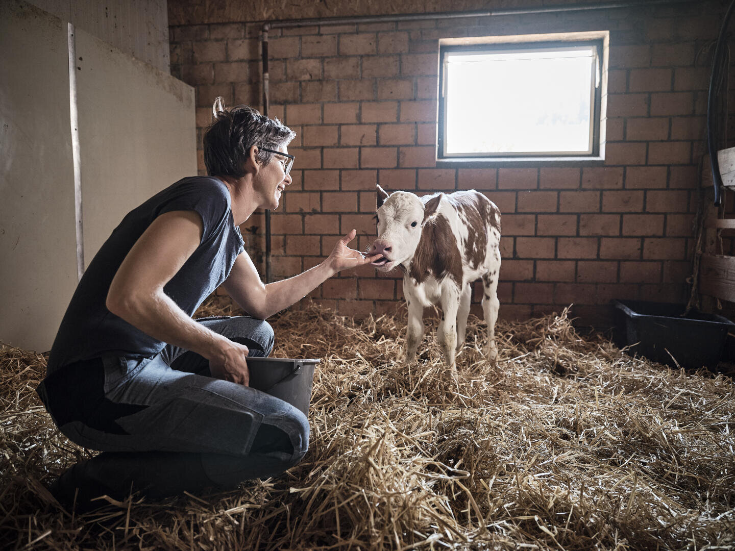 Eine Person kniet in einer Scheune auf Stroh, hält einen Eimer und berührt sanft das Gesicht eines braun-weißen Kalbs, das in der Nähe eines Fensters steht. Das Sonnenlicht scheint durch das Fenster herein und beleuchtet die Szene.