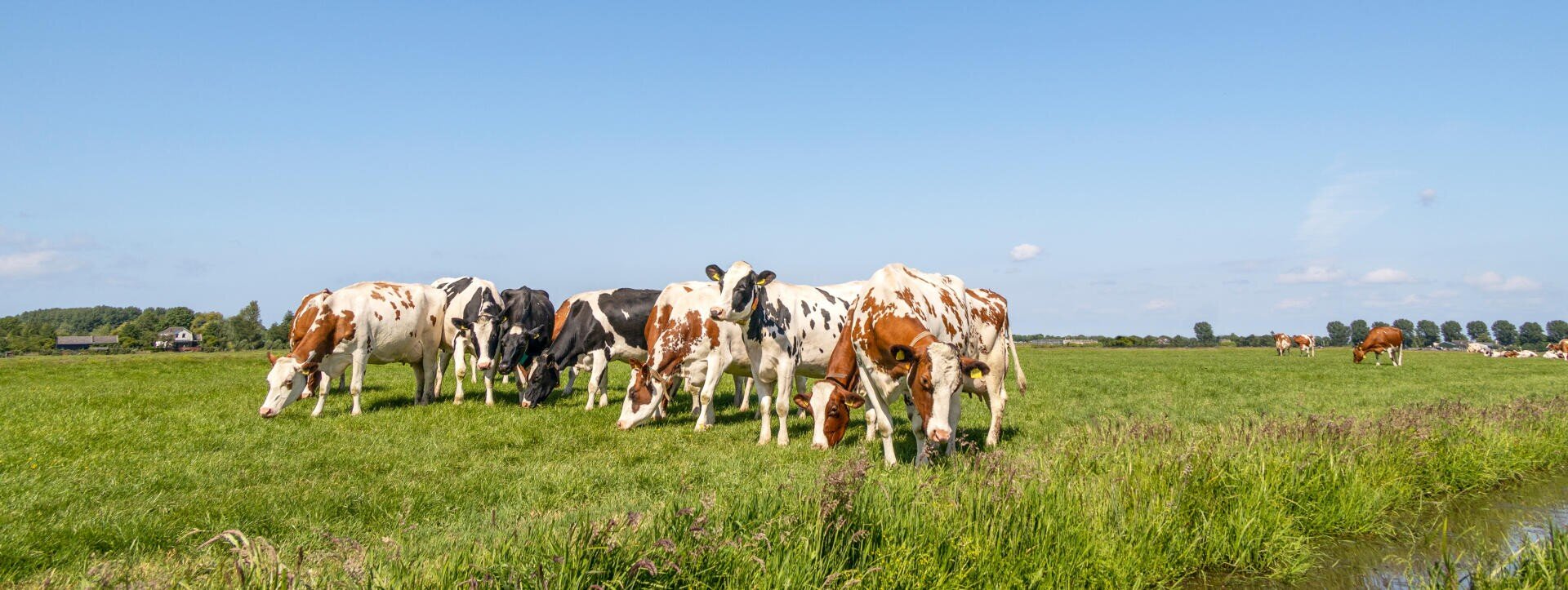 Eine Gruppe von Kühen weidet auf einer Wiese.