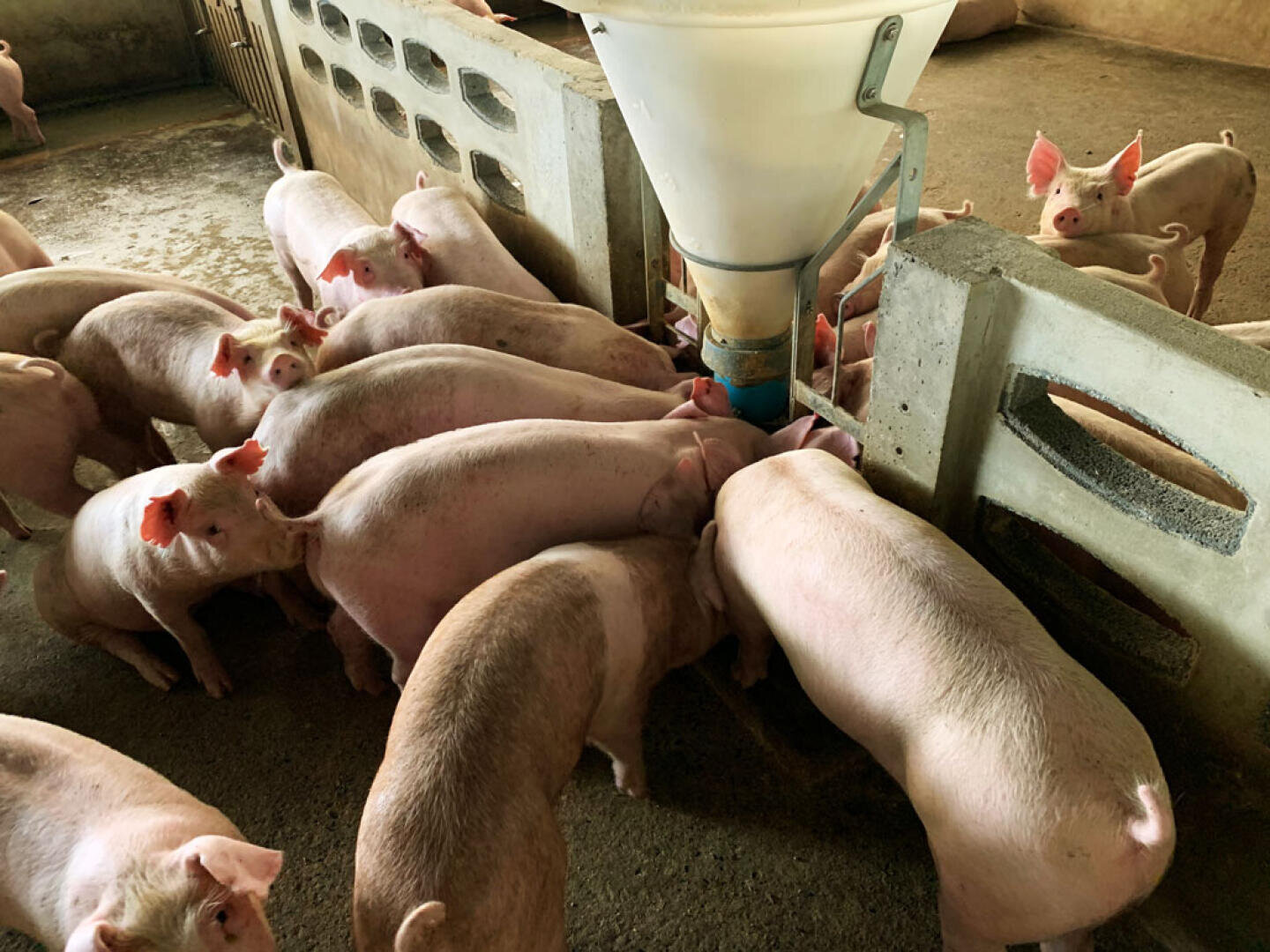 Eine Gruppe von Schweinen versammelt sich um einen großen Futterautomaten in einem Betongehege im Inneren eines Stalls. Die Schweine fressen, während einige in der Nähe stehen, und der Bereich scheint sauber und gut beleuchtet zu sein.
