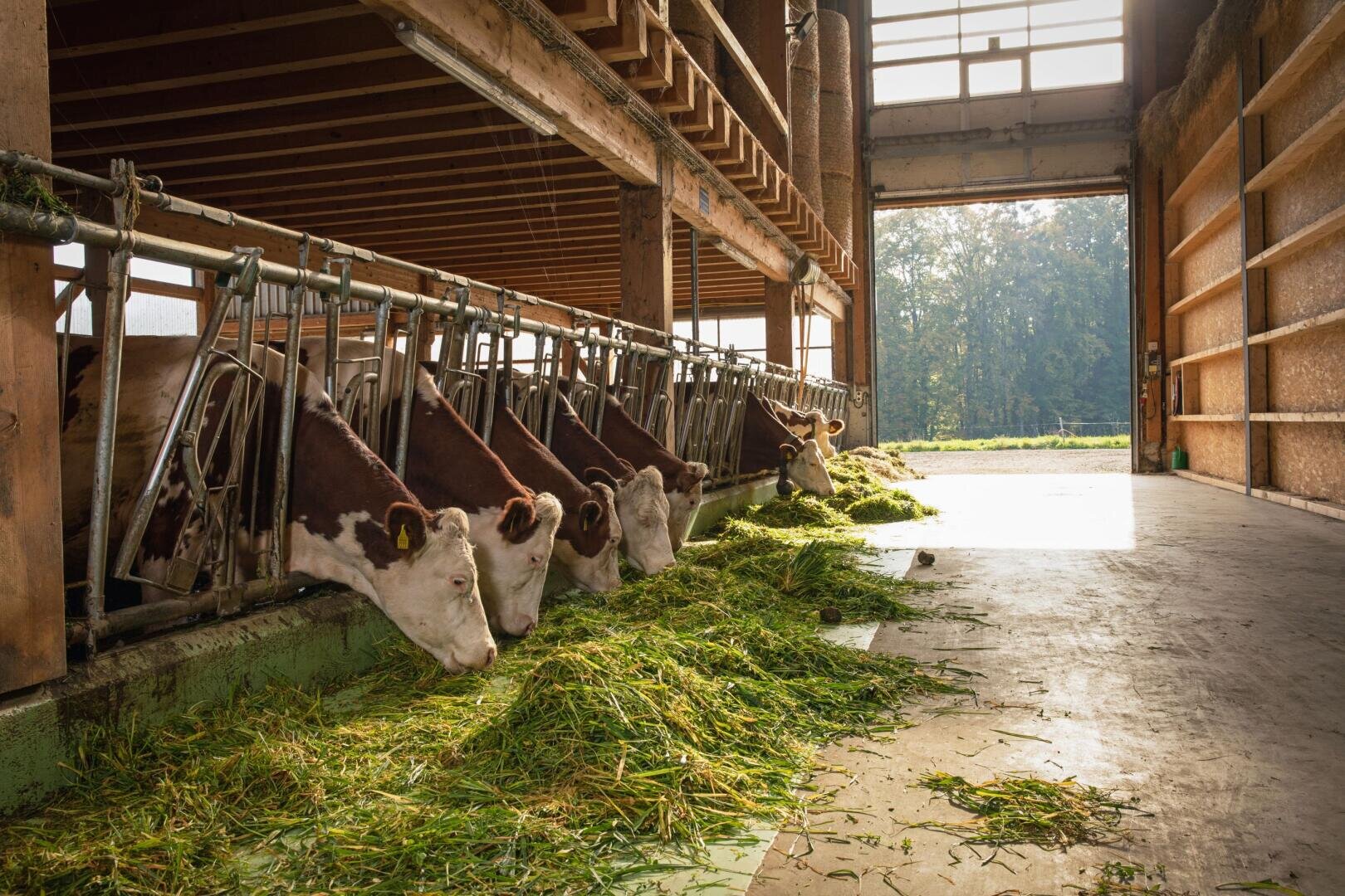 Mehrere Kühe fressen frisches Grünfutter in einem geräumigen, sonnenbeschienenen Stall mit einer offenen Tür nach draußen. Der Stall hat Holzbalken und Fressgitter aus Metall. Sonnenlicht strömt herein und erhellt den Fressbereich.