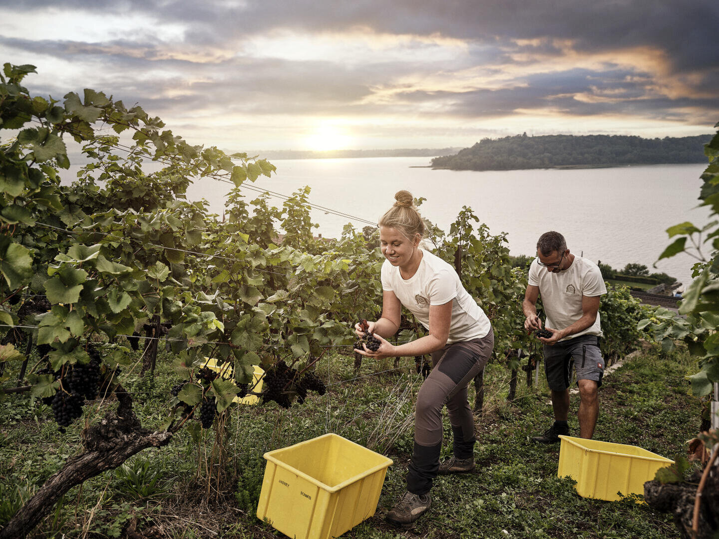 Zwei Personen ernten bei Sonnenuntergang in einem Weinberg in der Nähe eines großen Gewässers Trauben, die sie in gelben Kisten auf das Gras zwischen den Reihen grüner Rebstöcke legen.