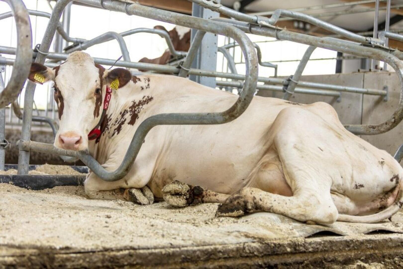 Eine helle Kuh mit Ohrmarken und rotem Halsband liegt auf dem sandigen Boden eines Metallstalls in einer Scheune. Die Kuh wirkt entspannt, in der Nähe ihrer Hinterbeine ist etwas Kot zu sehen.