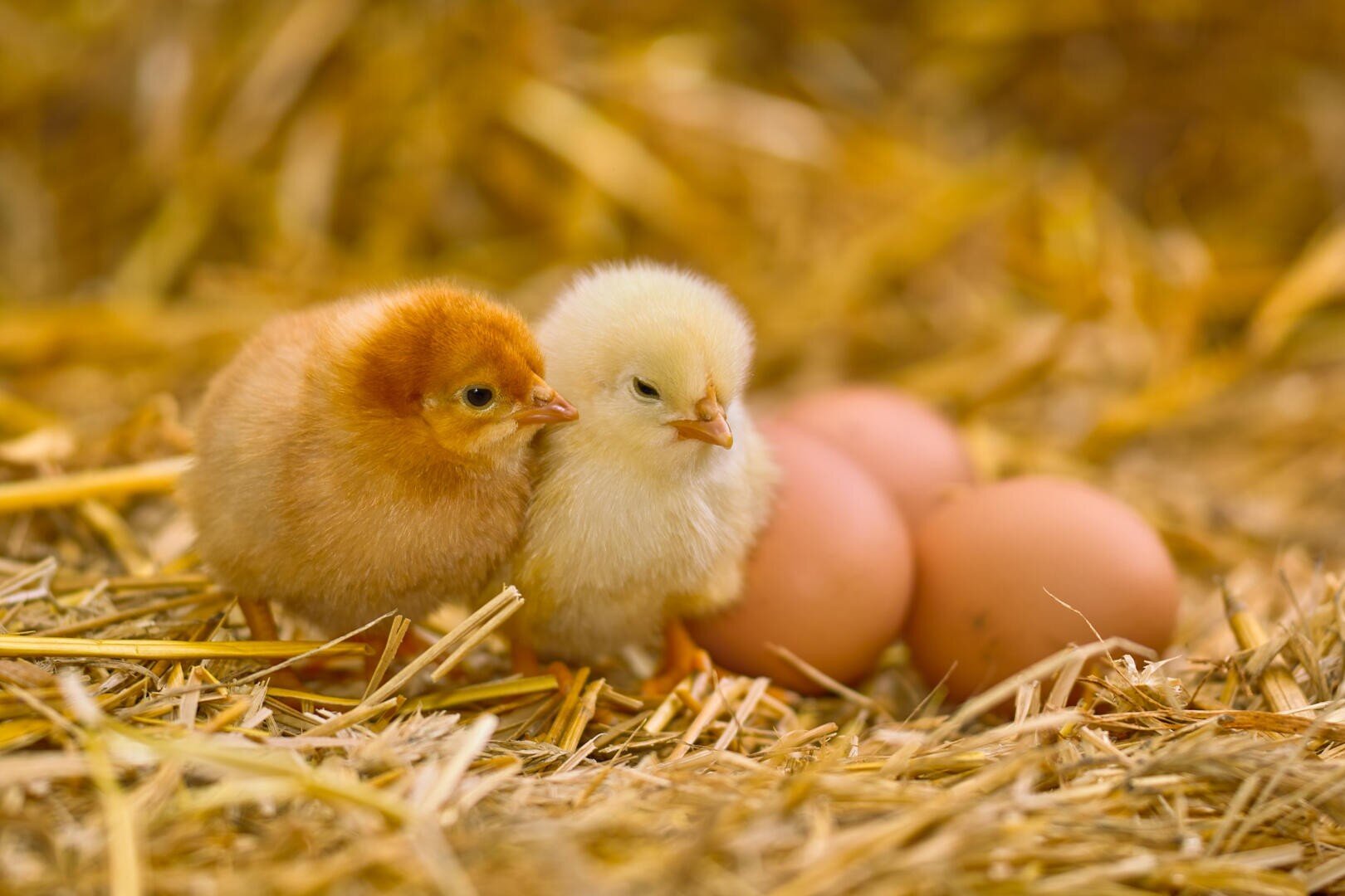 Zwei flauschige Küken, ein gelbes und ein hellbraunes, stehen dicht nebeneinander auf Stroh in der Nähe von drei braunen Eiern. Der Hintergrund ist mit weiterem Stroh unscharf, was eine warme, bauernhofähnliche Atmosphäre schafft.