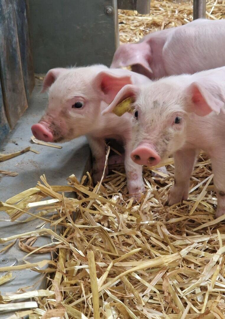 Zwei rosa Ferkel stehen auf einer Stroheinstreu und schauen in Richtung Kamera. Eines hat etwas Schmutz auf der Schnauze. Ein drittes Ferkel ist teilweise im Hintergrund zu sehen. Die Umgebung scheint eine Scheune oder ein Stall zu sein.