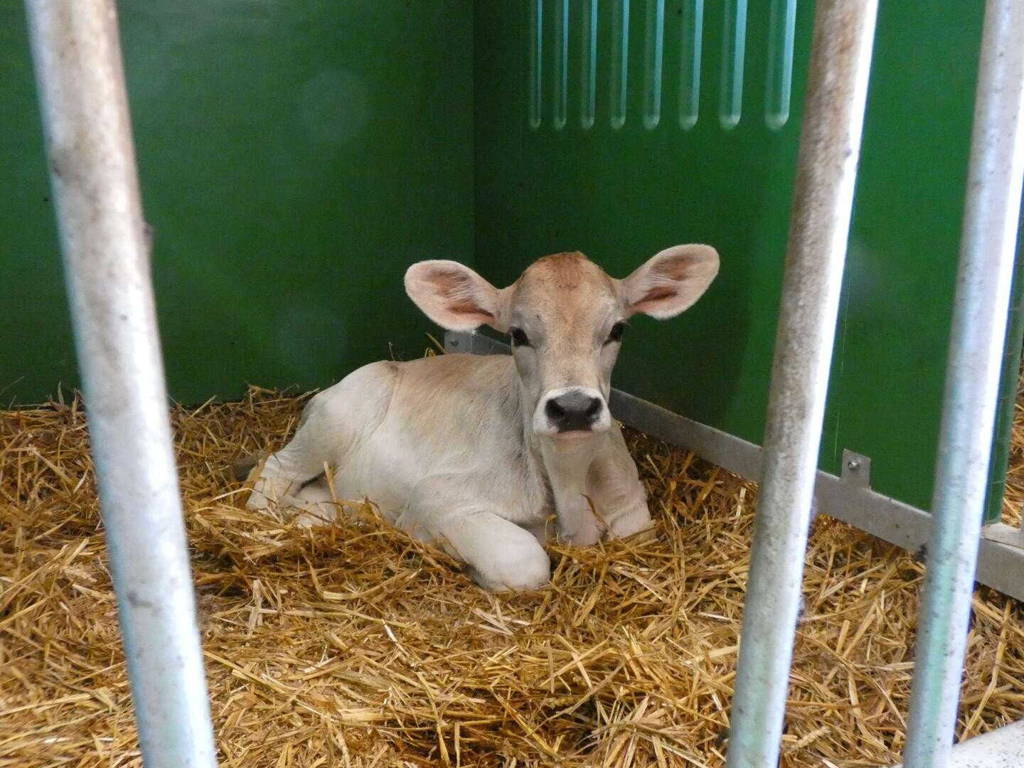 Ein junges Kalb mit hellem Fell liegt auf einer Stroheinstreu in einem grünen Stall, durch Metallgitter betrachtet.