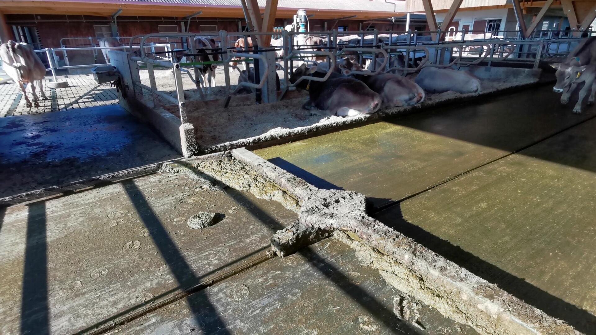 Mehrere Kühe liegen in einem Stall mit eingezäunten Gehegen. Im Vordergrund sind ein Betonboden mit Dung und ein Auslauf zu sehen, der teilweise von der Dachkonstruktion des Stalls beschattet wird.