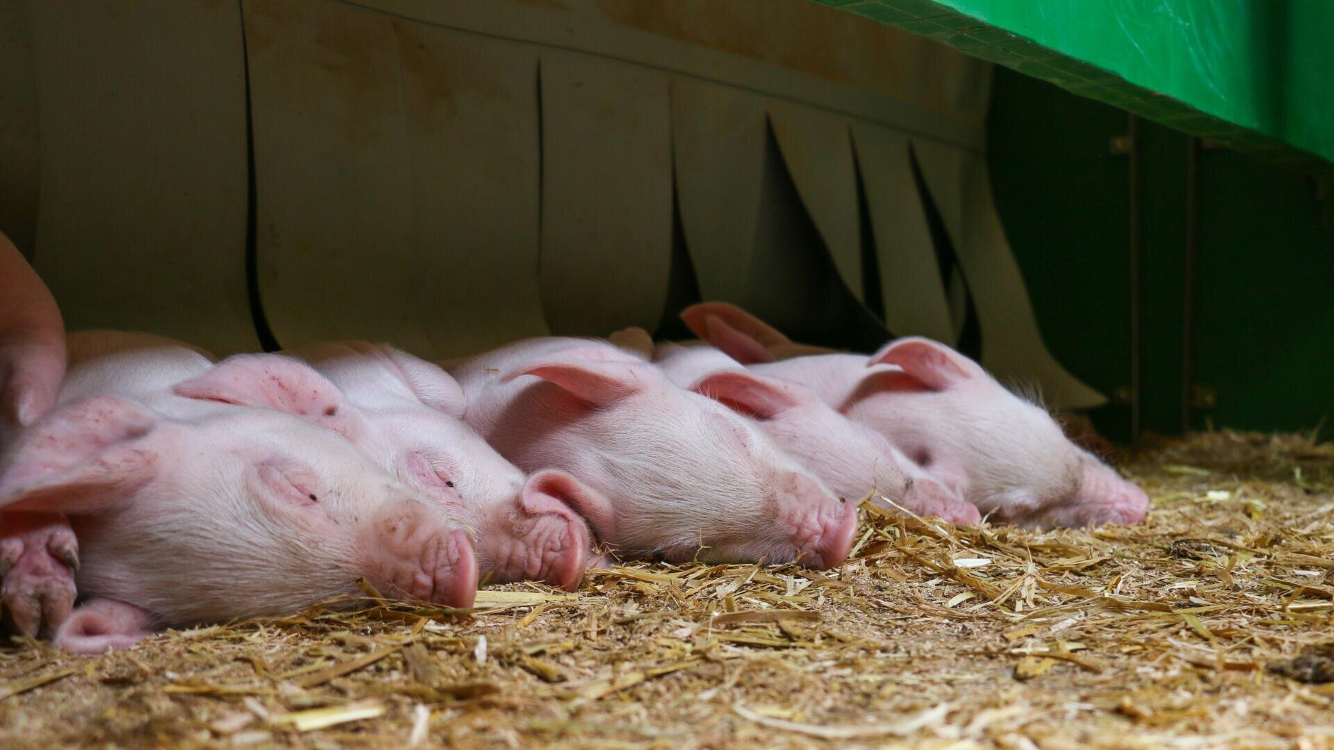 Vier Ferkel mit rosafarbener Haut liegen nebeneinander und schlafen auf einem Strohbett in einem geschützten Gehege. Die Beleuchtung ist sanft und verleiht der Szene eine friedliche und gemütliche Atmosphäre.