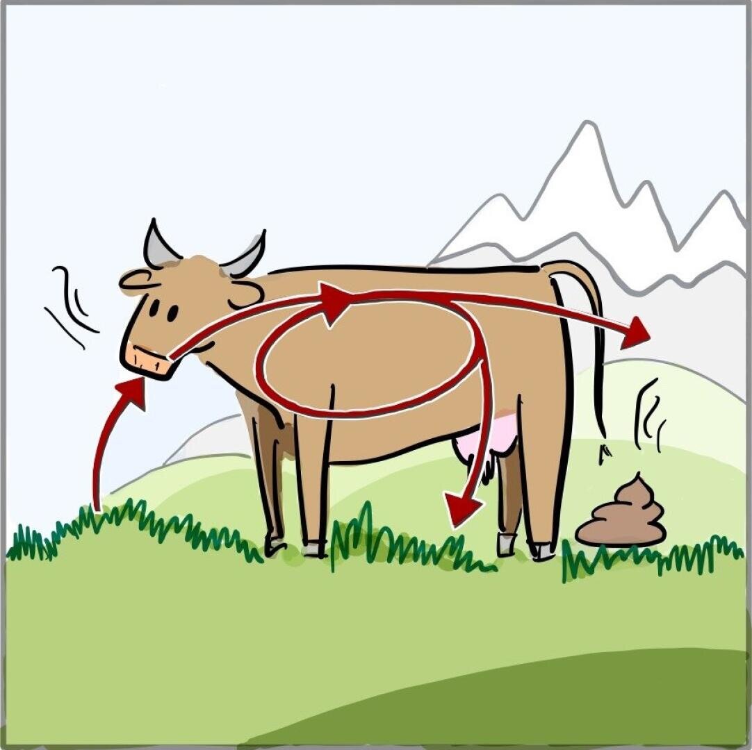 Eine Kuh, die Gras frisst, mit Pfeilen, die den Verdauungsprozess in ihrem Körper zeigen, der in Dung auf dem Boden endet; im Hintergrund sind Berge zu sehen.