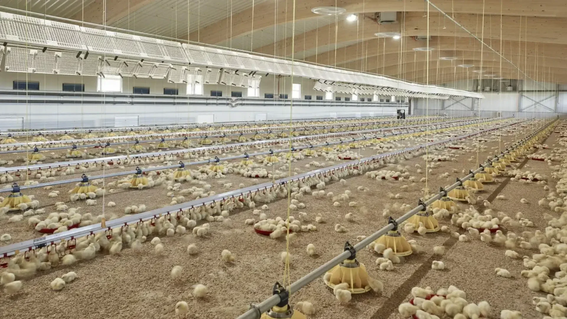 Eine große, moderne Geflügelfarm mit Hunderten von gelben Küken, die auf dem Boden verteilt sind, und von der Decke hängenden Fütterungssystemen unter einem hohen, gewölbten Dach mit heller Beleuchtung.