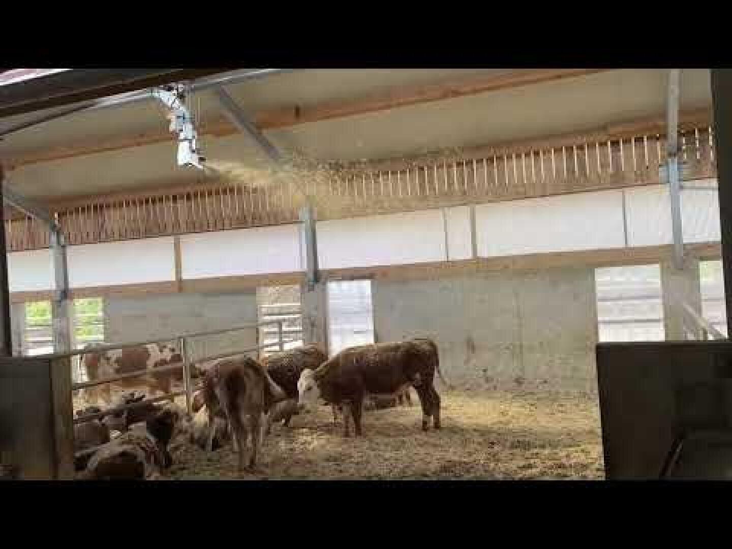 Eine Gruppe von Kühen steht auf Stroh in einem Stall, wobei Futter oder Einstreumaterial von einem oben angebrachten Spender fällt. Sonnenlicht fällt durch Fenster und Lamellen an den Stallwänden ein.