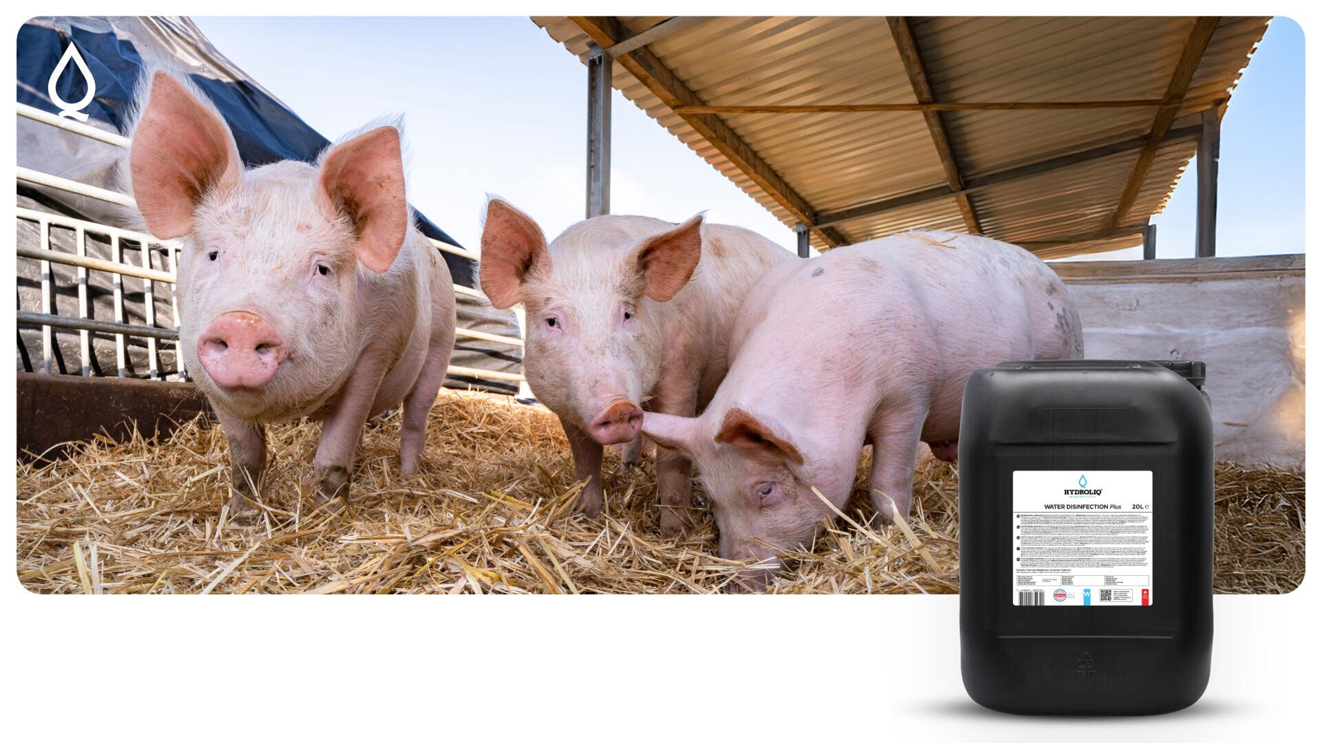 Drei Schweine stehen und wühlen im Stroh in einem Unterstand. Im Vordergrund rechts befindet sich ein großer schwarzer Behälter mit einem weißen Etikett.