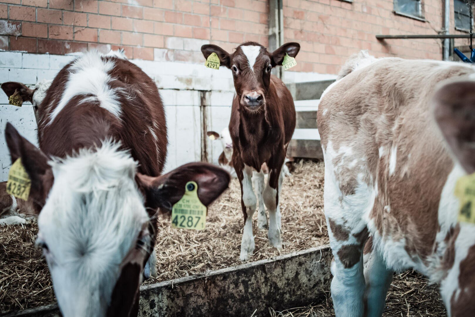 Drei braun-weiße Kälber mit Ohrmarken stehen in einem Stall mit Stroheinstreu und Ziegelwänden. Ein Kalb schaut in die Kamera, während die anderen grasen oder wegschauen.