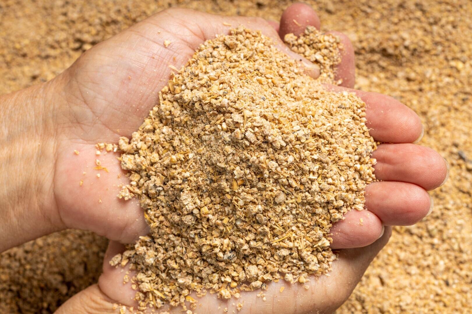 Nahaufnahme von zwei Händen, die einen Haufen von grobem, hellbraunem Futtermittel oder Getreidemehl halten, mit mehr von demselben Material im Hintergrund.