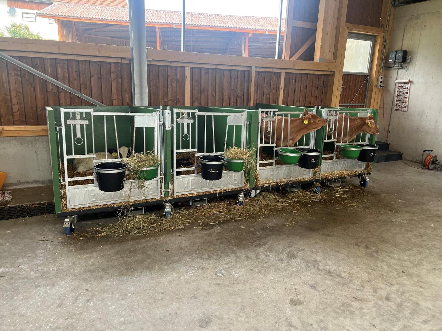In einem Stall sind drei grün-weiße Kälberboxen aufgereiht, in denen jeweils ein braunes Kalb steht. An der Vorderseite der Ställe sind schwarze und grüne Futtereimer angebracht, und auf dem Boden liegt Heu verstreut.