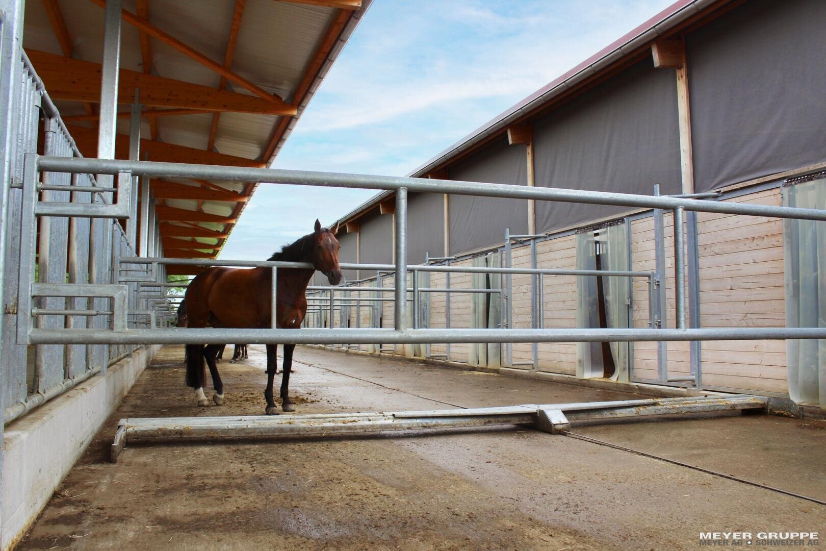 Ein braunes Pferd steht hinter einem zerbrochenen Metalltor in einem Außenstallgang zwischen zwei hölzernen Scheunengebäuden, unter einem teilweise bewölkten Himmel.