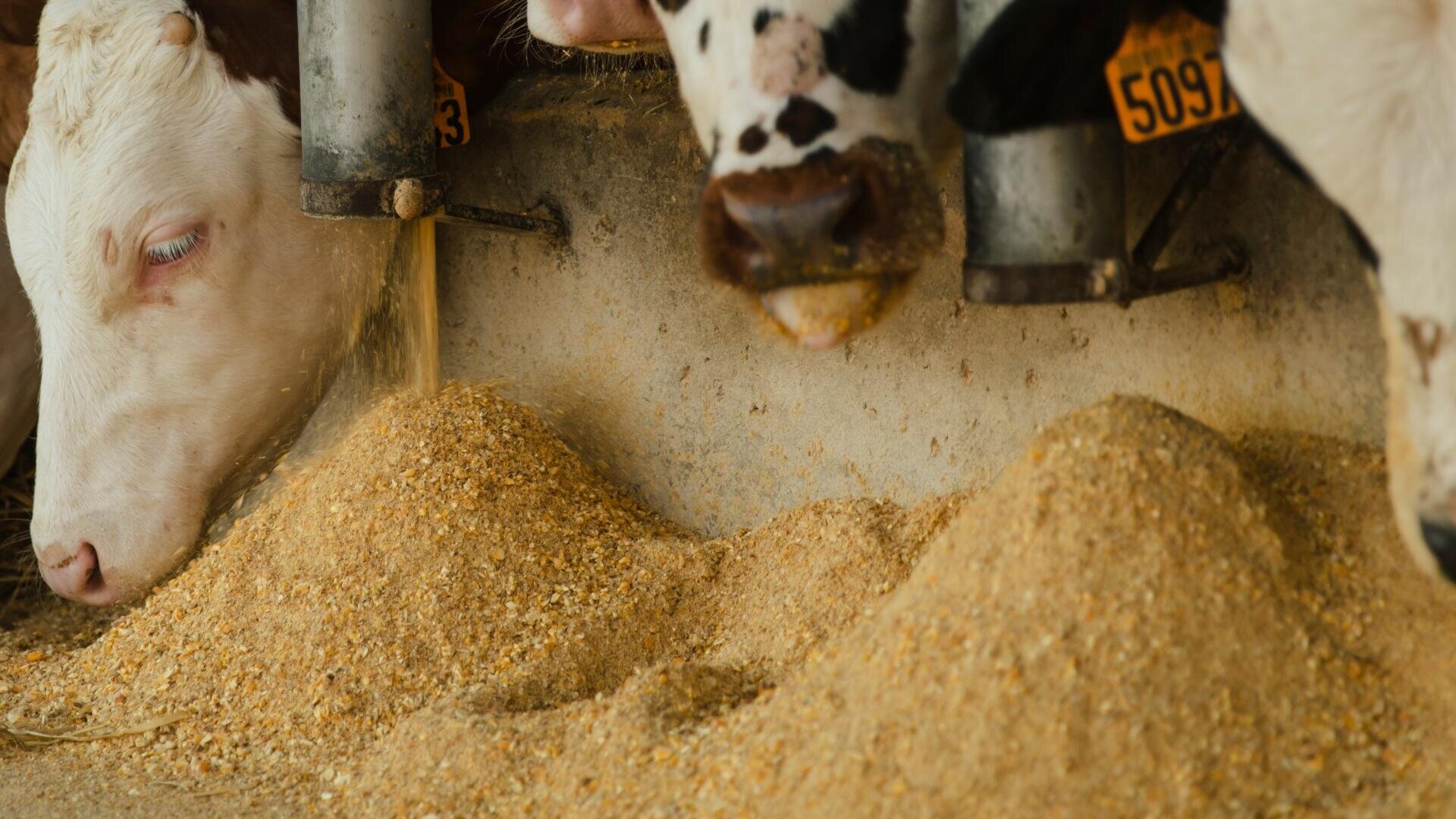 Mehrere Kühe fressen Mineralfutter, wobei im Vordergrund Futterhaufen zu sehen sind. 