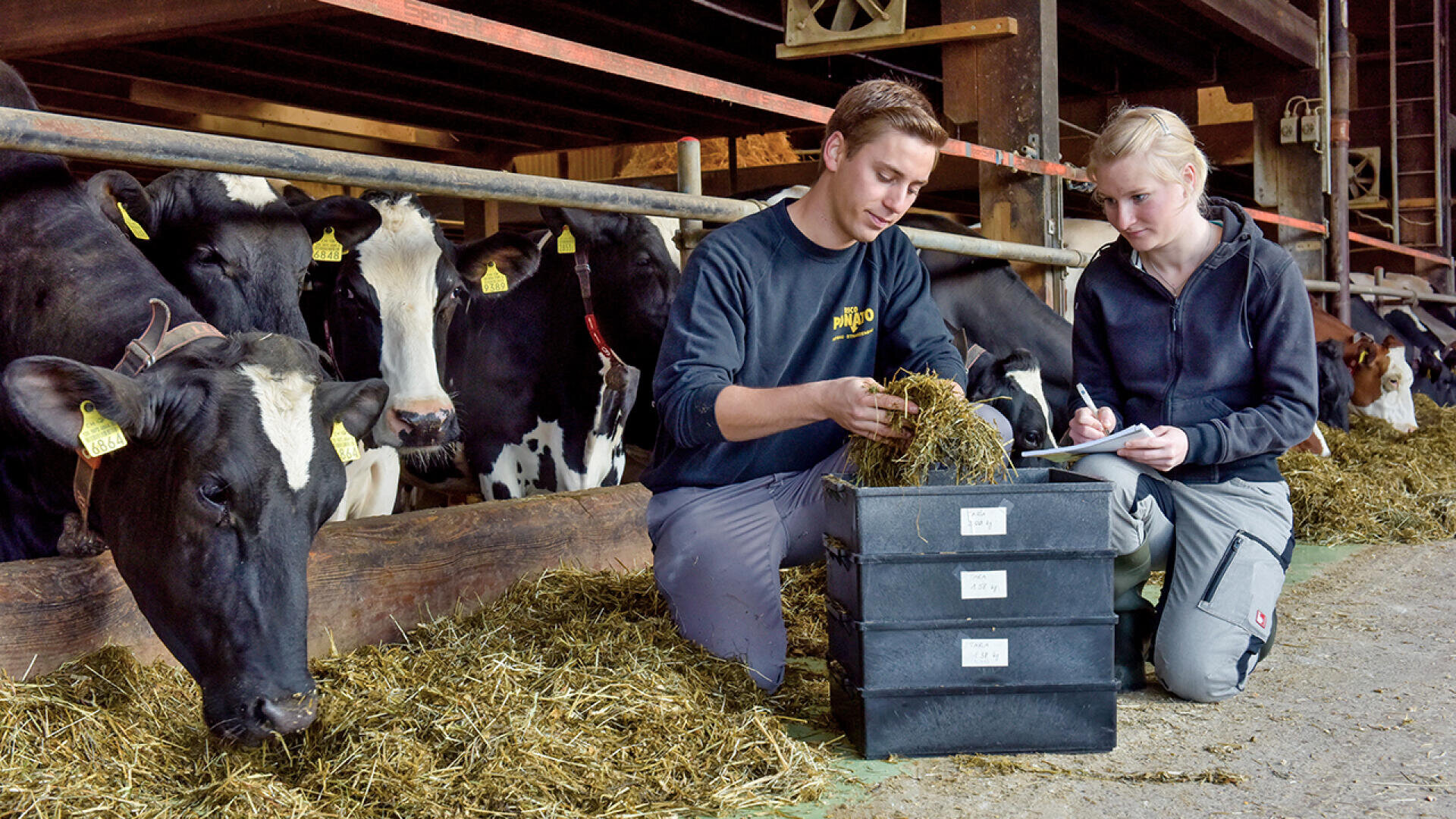 Zwei Personen knien neben den Kühen in einem Stall und prüfen und notieren die Daten der Silage aus den Schalen, während die Kühe im Hintergrund Heu aus einem Futtertrog fressen.