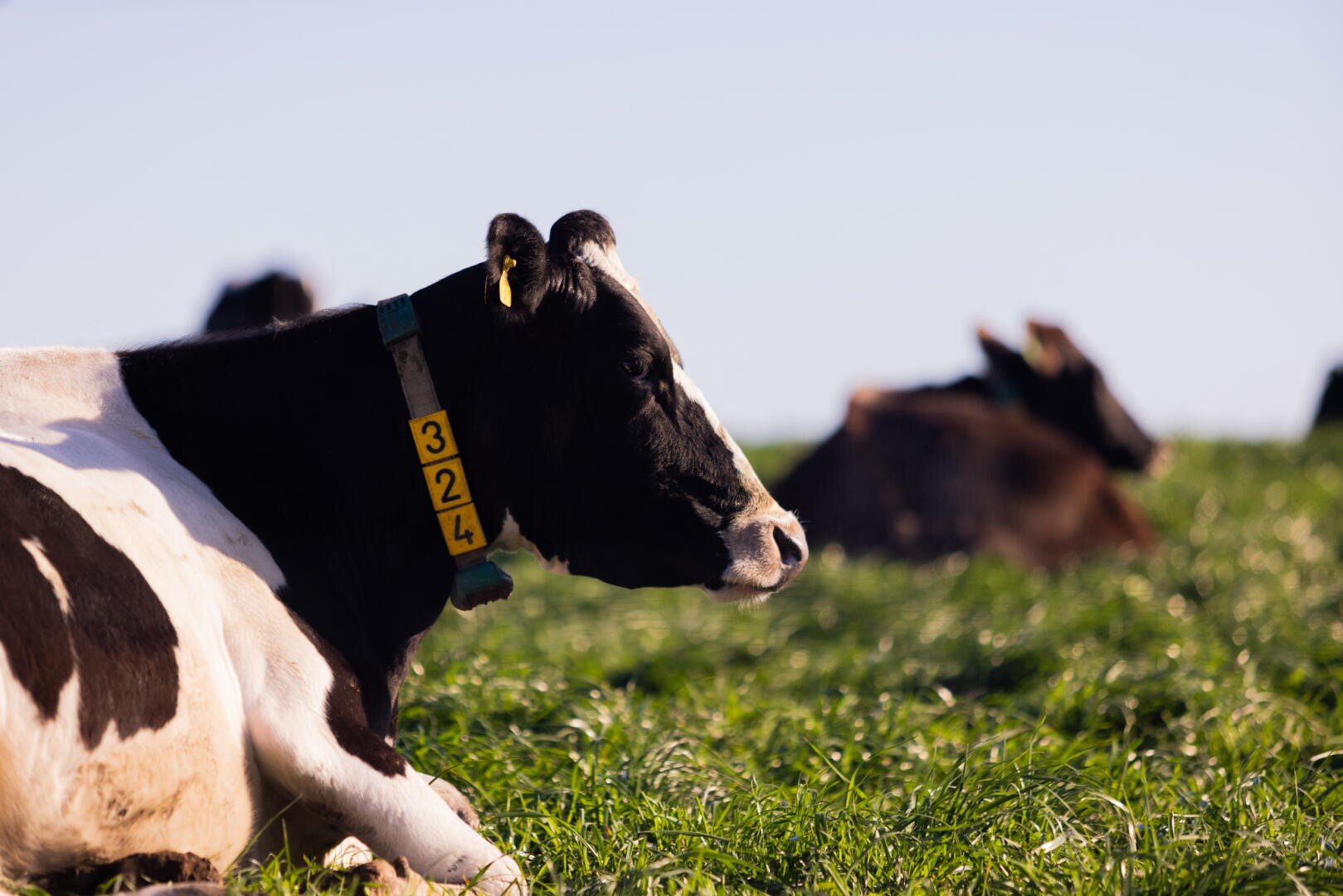 Eine schwarz-weiße Kuh mit einer gelben Ohrmarke mit der Aufschrift 324 liegt auf grünem Gras, während sich andere Kühe im unscharfen Hintergrund unter einem klaren Himmel ausruhen.
