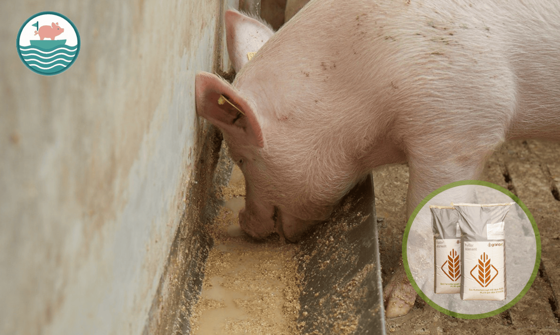Ein Schwein frisst aus einem Trog in der Nähe einer Wand. In der Ecke sind zwei Säcke mit Tierfutter und Getreide abgebildet, und oben links ist ein rundes Logo mit einem Schwein auf Wasser zu sehen.