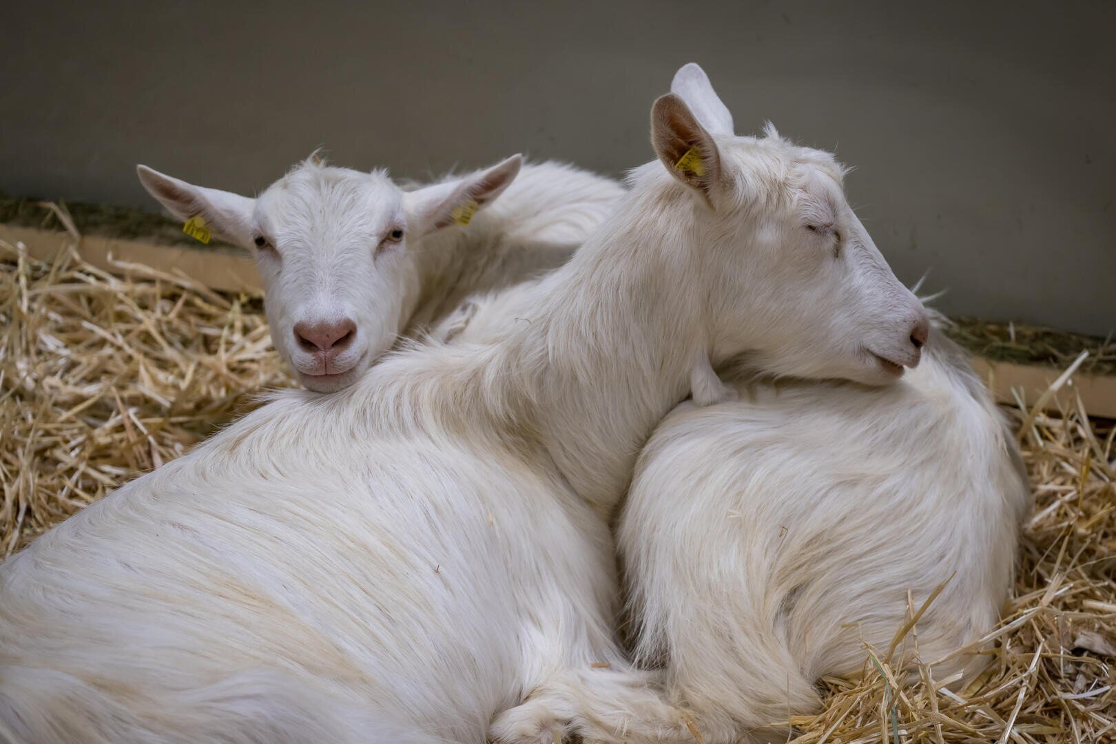 Zwei weiße Ziegen mit gelben Ohrmarken liegen eng beieinander auf einer Stroheinstreu, die eine mit geschlossenen Augen, die andere mit Blick in die Kamera.