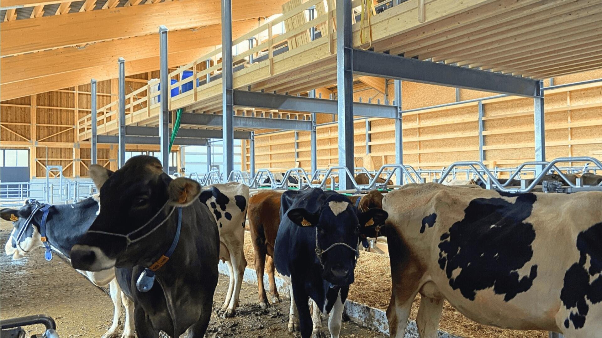 Mehrere schwarz-weiße Kühe stehen in einem geräumigen, gut beleuchteten Stall mit Holzbalken und Metallgeländern. Das Sonnenlicht strömt durch große Fenster herein und erhellt den sauberen, aufgeräumten Bereich.
