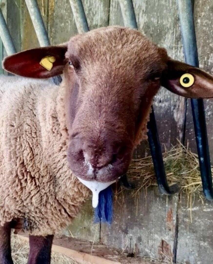 Ein braunes Schaf mit einer gelben Markierung im linken Ohr und einer kreisförmigen gelben Markierung im rechten Ohr steht im Haus und blickt in die Kamera, während auf dem Boden etwas Heu zu sehen ist und hinter ihm Holzschienen liegen.
