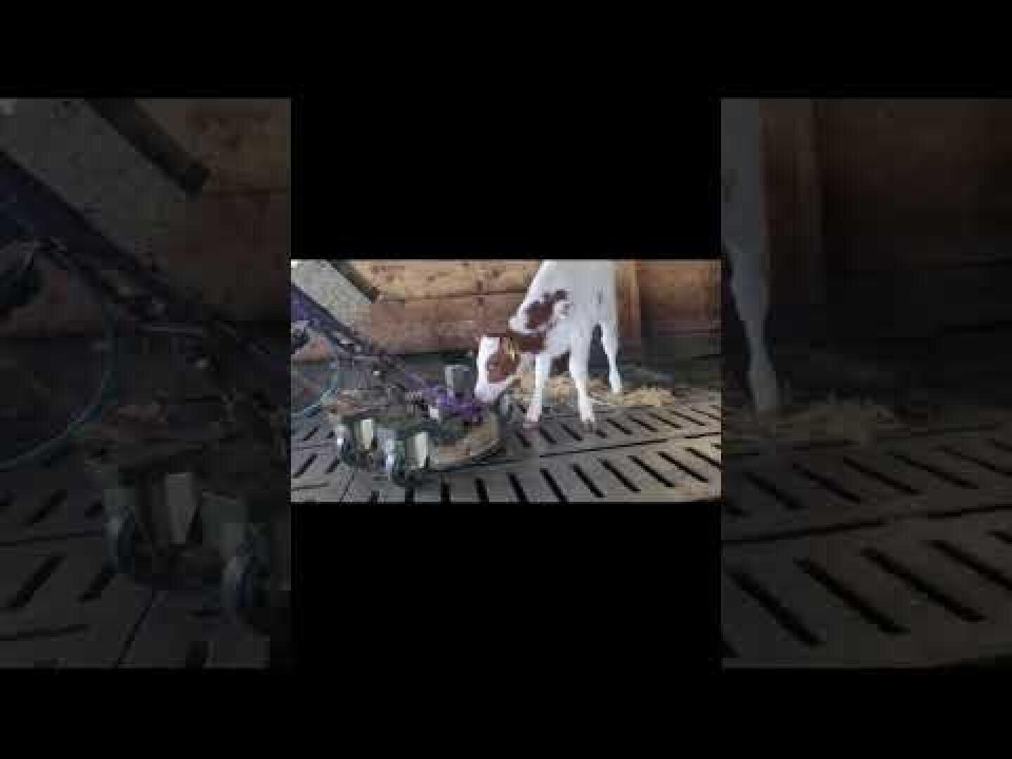 Ein Kalb mit braunen und weißen Flecken steht auf einem geschlitzten Stallboden und trinkt Milch aus einer Flasche, die von einer mechanischen Tränke gehalten wird. Im Hintergrund sind Holzwände und landwirtschaftliche Geräte zu sehen.