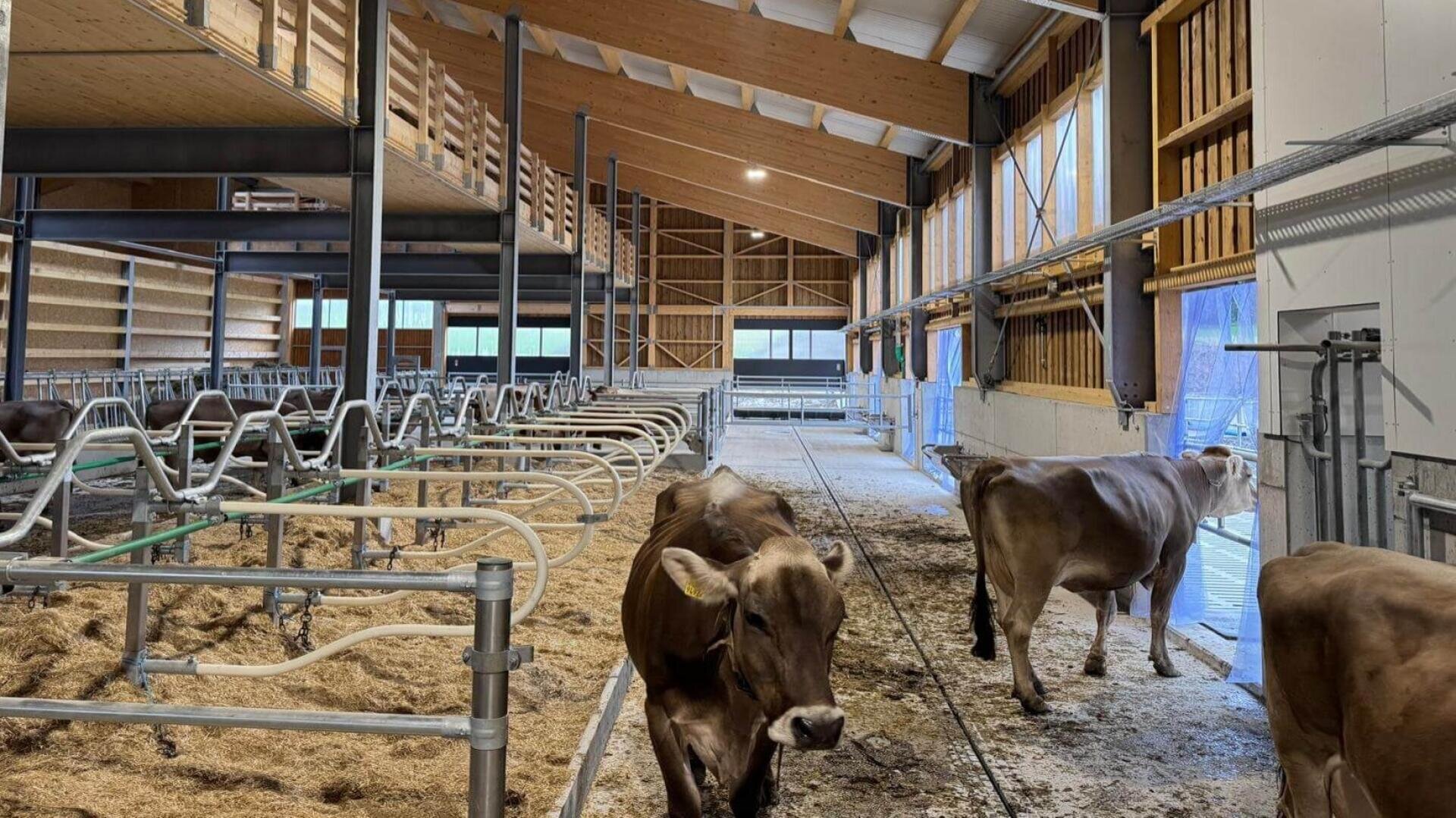 Mehrere braune Kühe stehen und laufen in einem geräumigen, modernen Stall mit Holzbalken, Metallgeländern, offenen Ställen und natürlichem Licht, das durch große Fenster einfällt. Der Boden ist teilweise mit Stroh bedeckt.