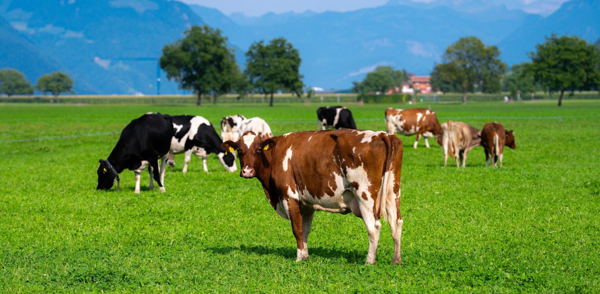 Eine Gruppe von Kühen weidet auf einer saftig grünen Wiese mit Bergen und Bäumen im Hintergrund unter einem klaren Himmel. Eine braun-weiße Kuh steht der Kamera gegenüber.