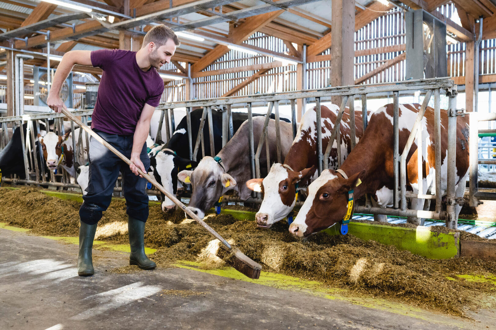 Ein Mann in Stiefeln und lila Hemd verteilt mit einer Harke Futter für eine Reihe von Kühen, die in einem modernen, sonnenbeschienenen Stall mit Metallgeländern und Holzbalken fressen.
