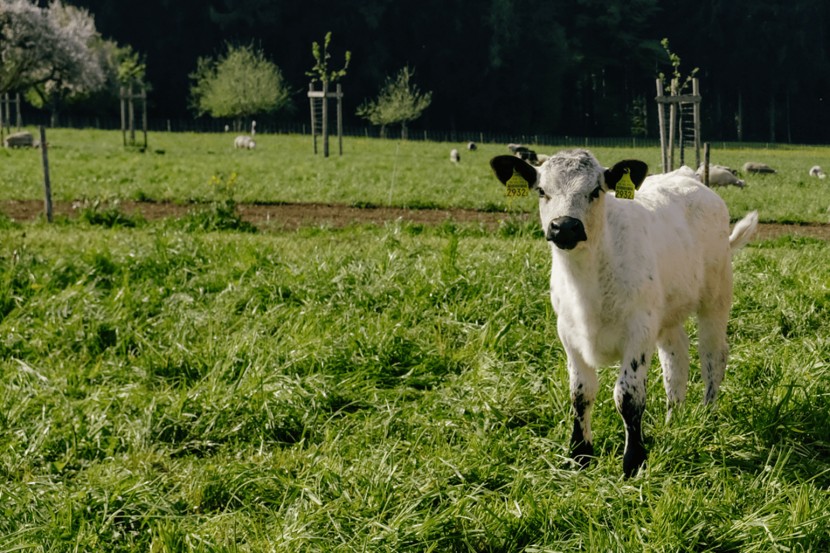 Eine Kuh steht auf einem Feld.