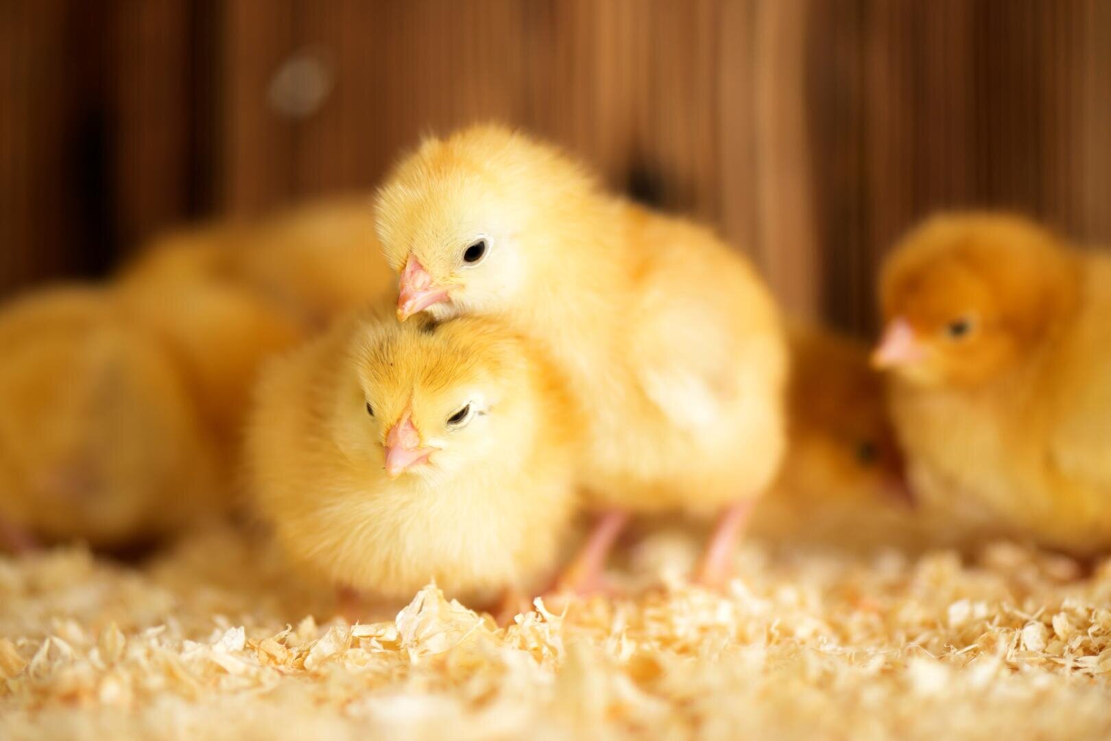 Zwei flauschige gelbe Küken stehen dicht beieinander auf Holzspänen, wobei ein Küken seinen Kopf auf das andere stützt. Weitere Küken sind unscharf im Hintergrund vor einem hölzernen Hintergrund zu sehen.