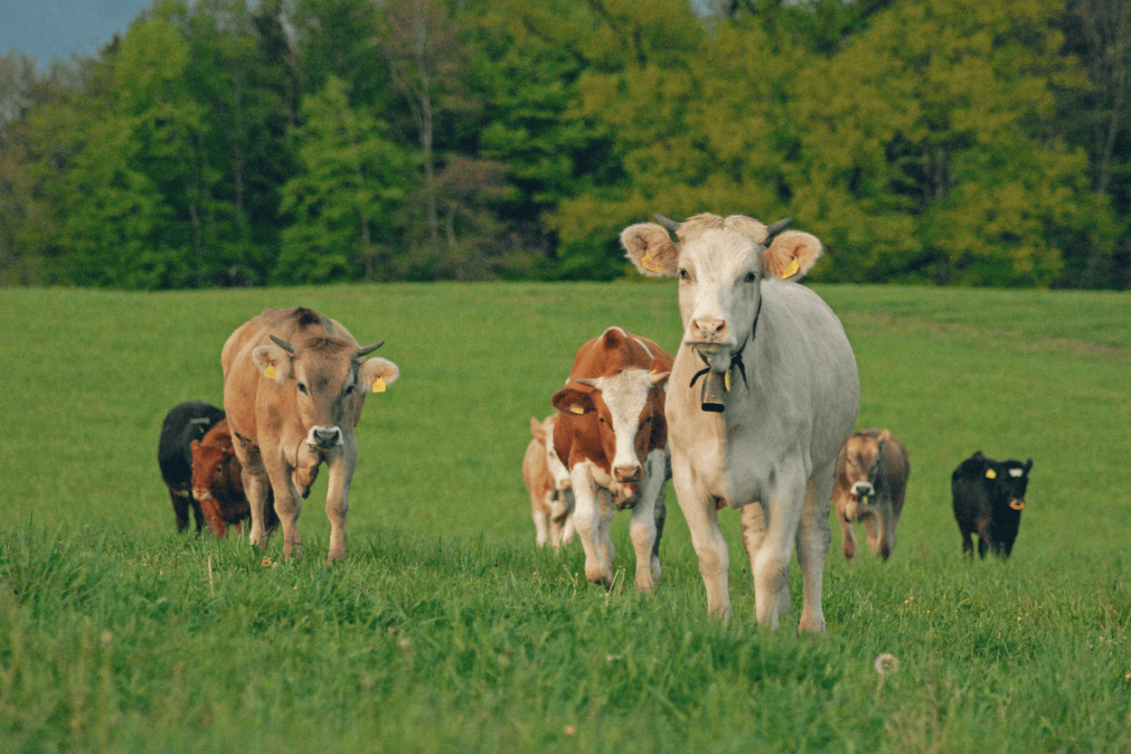 Eine Gruppe von Kühen, die an einem bewölkten Tag auf einer Wiese mit Bäumen im Hintergrund laufen. Die Kühe haben unterschiedliche Farben, darunter weiß, braun und schwarz, und sind der Kamera zugewandt.