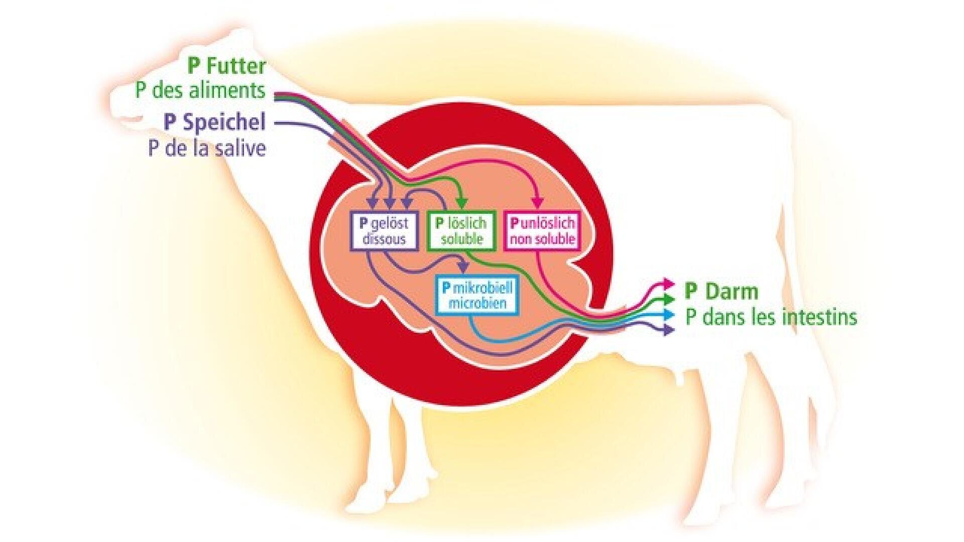 Schema einer Kuh mit beschrifteten Pfeilen, die den Phosphorfluss zeigen: von der Nahrung und dem Speichel in den Magen, wo er gelöst, mikrobiell verändert oder unlöslich wird, und dann in den Darm. Die Beschriftungen sind auf Deutsch und Französisch.