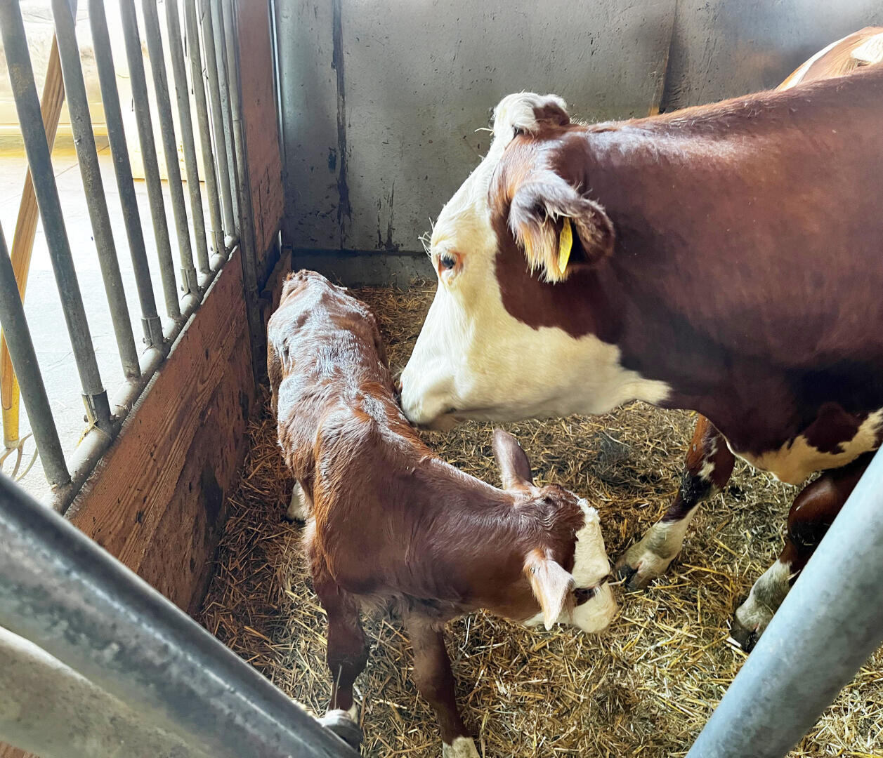 Eine braun-weiße Kuh steht nahe bei ihrem braun-weißen Kalb in einem mit Stroh ausgekleideten Stall und kuschelt sanft mit dem Kalb. Das Sonnenlicht fällt durch die Holzgitter auf der linken Seite ein.