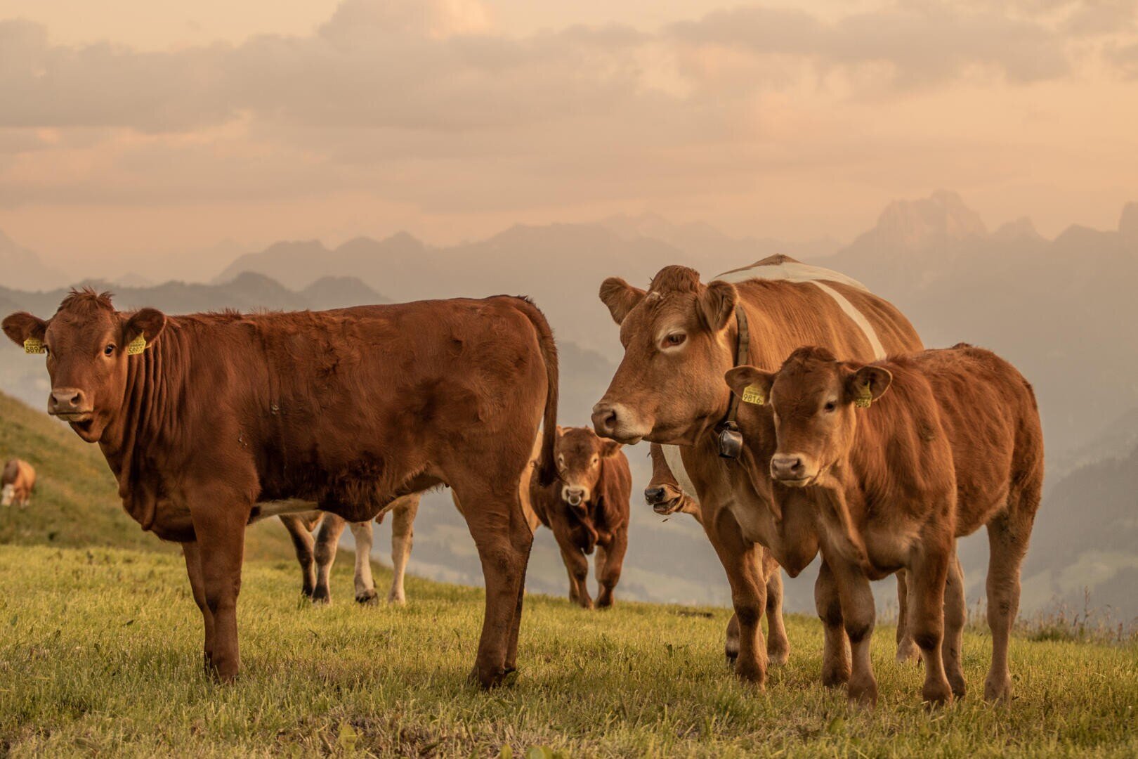 Vier braune Kühe stehen auf grünem Gras mit Bergen im Hintergrund, unter einem bewölkten Himmel bei Sonnenuntergang. Zwei Kühe blicken nach vorne, eine ist zur Seite gedreht und eine andere steht teilweise hinten. Ein Stier blickt von weitem geradeaus durch die Herde.