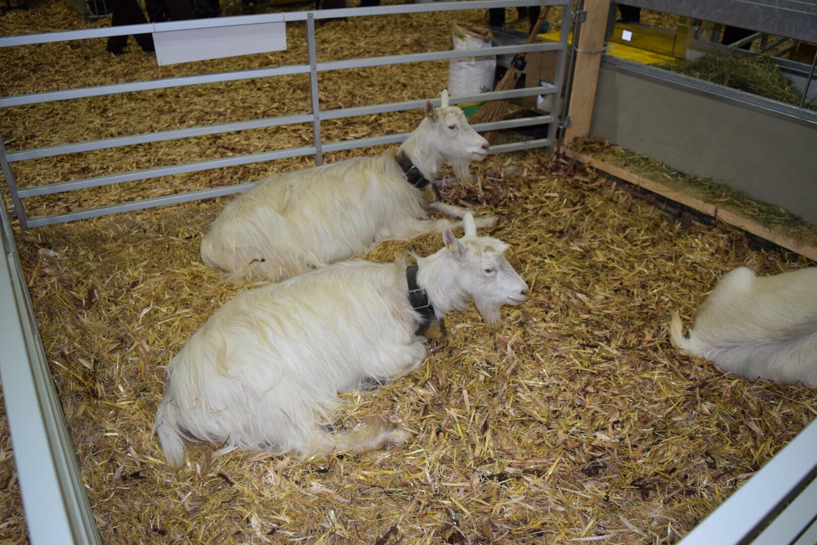 Drei weiße Ziegen mit langem Fell liegen auf Stroh in einem Metallstall bei einer Indoor-Veranstaltung, möglicherweise einer Viehschau oder einem Jahrmarkt. Zwei Ziegen sind deutlich zu sehen, während die dritte teilweise außerhalb des Bildes liegt.