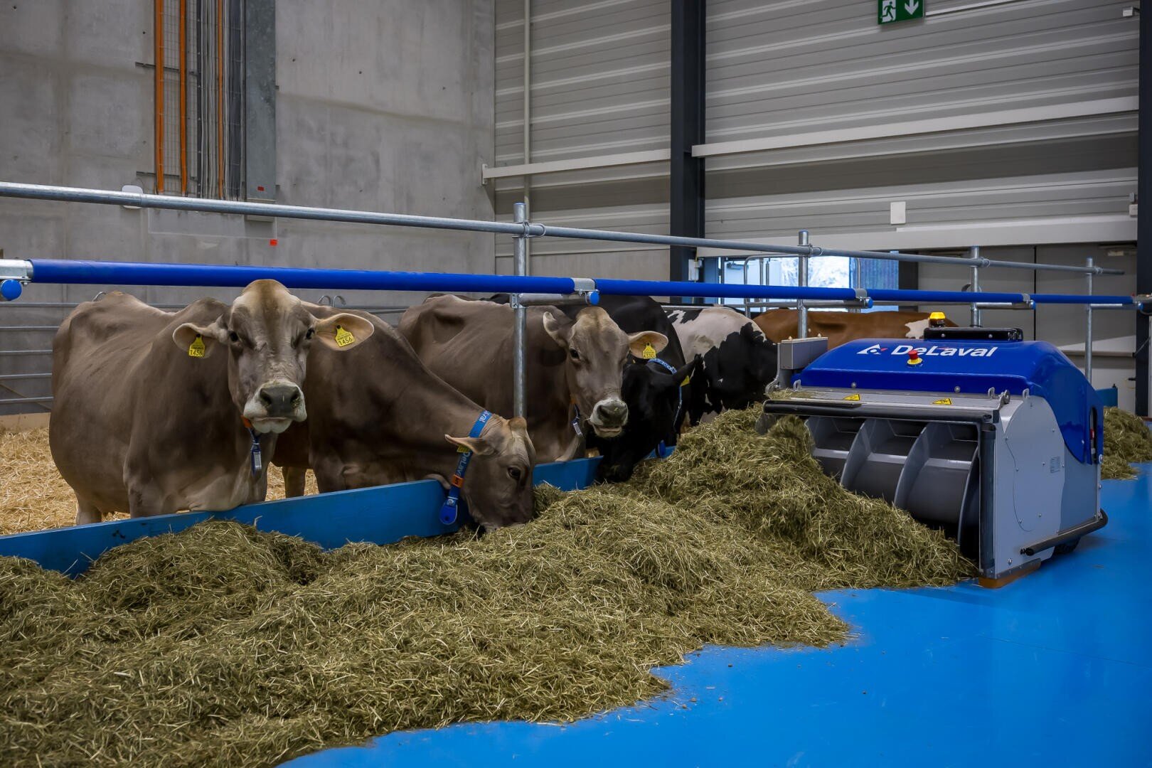 Vier Kühe fressen Heu aus einem Trog in einem modernen Stall mit blauem Boden. Am Ende des Troges steht ein Roboter mit der Aufschrift "DeLaval" neben dem Futter. Die Umgebung wirkt sauber und automatisiert.