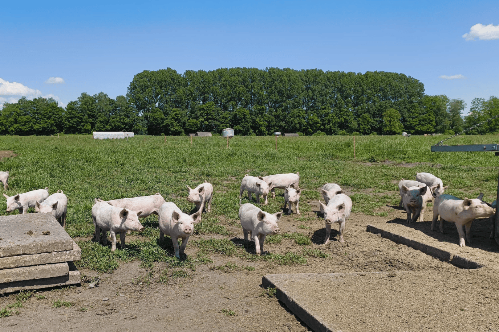 Eine Gruppe von Ferkeln steht auf Erde und Gras in einem sonnigen, offenen Feld mit grünen Bäumen und blauem Himmel im Hintergrund. Im Vordergrund sind Betonplatten zu sehen.
