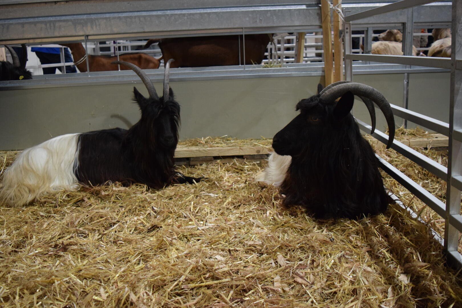 Zwei schwarz-weiße Ziegen mit langen, gebogenen Hörnern liegen auf Stroh in einem Metallgehege in einer überdachten Viehanlage.