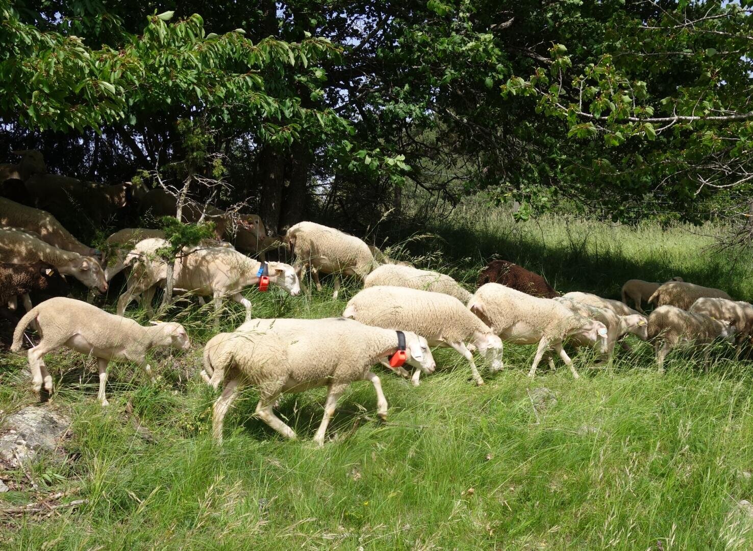 Eine Schafherde mit kurzer weißer Wolle und rotem Kragen weidet auf grünem Gras in der Nähe von Bäumen, wobei einige Schafe teilweise durch das Laub beschattet werden.