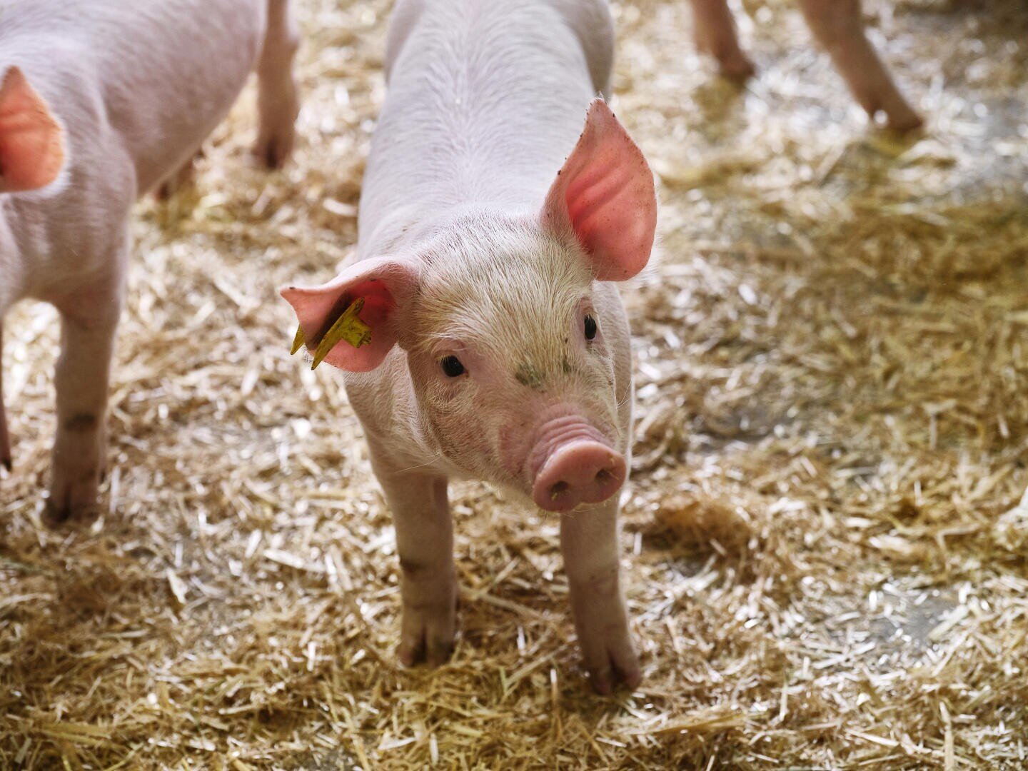 Ein hellrosa Ferkel mit großen Ohren steht auf Stroh in einem Stall und schaut in Richtung Kamera. Das Ferkel hat eine gelbe Ohrmarke und ist von anderen Ferkeln umgeben, die teilweise im Hintergrund zu sehen sind.