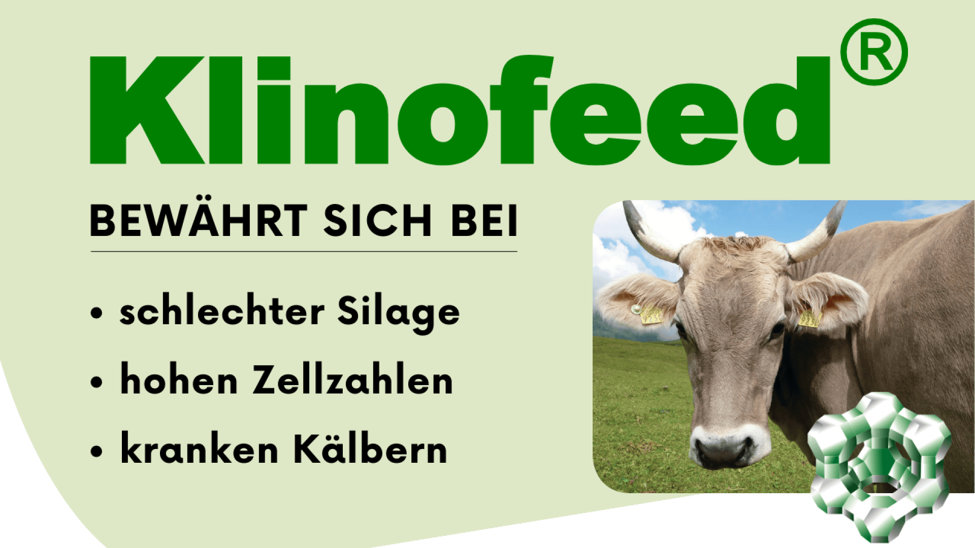 Werbegrafik für Klinofeed, die eine Kuh auf einer grünen Wiese zeigt. Der Text listet die Vorteile auf: wirksam bei schlechter Silage, hohen Zellzahlen und kranken Kälbern. In der unteren rechten Ecke befindet sich ein grün-weißes Molekularmuster.