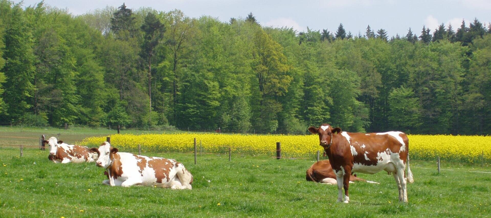 Drei braun-weiße Kühe ruhen sich auf grünem Gras aus, während eine Kuh steht. Sie befinden sich auf einem Feld mit gelben Blumen und dichten grünen Bäumen unter einem teilweise bewölkten Himmel.