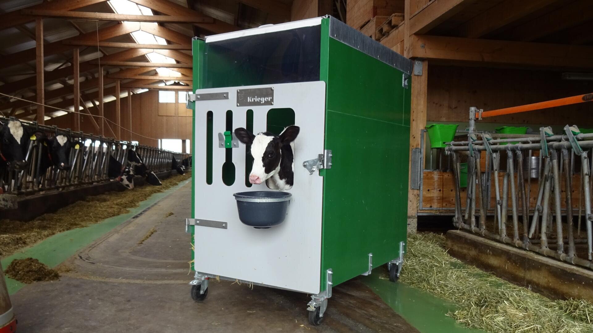 Ein Kalb steht in einem grün-weißen Mobilstall und streckt seinen Kopf durch eine Öffnung, um aus einem schwarzen Futternapf in einem Stall mit Kühen und Heu im Hintergrund zu trinken.
