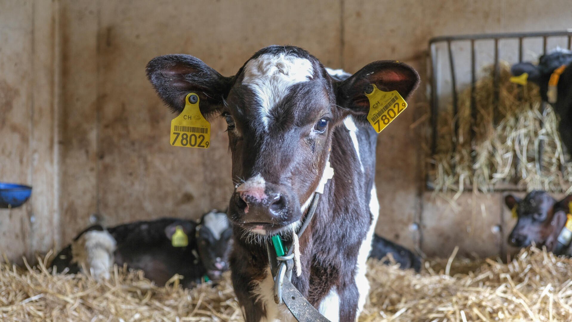 Ein schwarz-weißes Kalb mit gelben Ohrmarken steht auf einer Stroheinstreu in einem Stall und schaut in Richtung Kamera. Im Hintergrund liegen weitere Kälber auf Stroh in der Nähe einer Heufütterung.